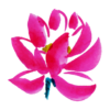 LG_identite_flower-2 LG_identite_flower-2
