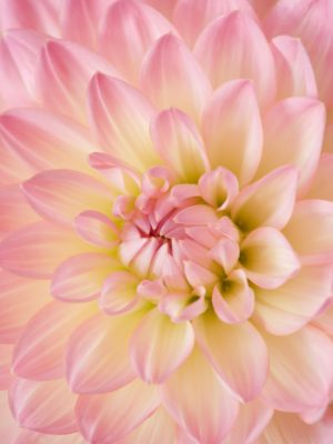 janine-joles-f0heeiu-Ec0-unsplash janine-joles-f0heeiu-Ec0-unsplash
